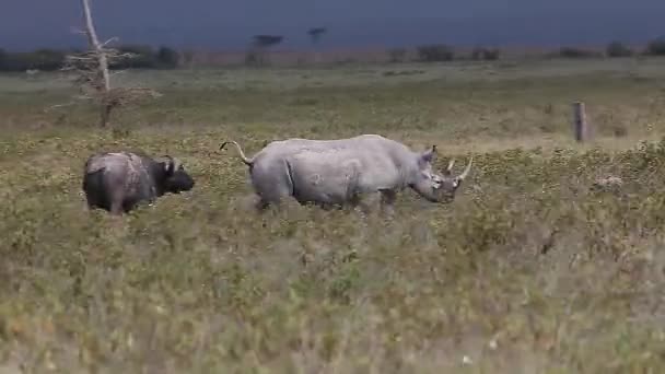 Preto rinocerontes, Feminino com Calf andando , — Vídeo de Stock