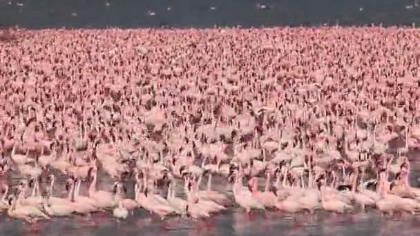 Plameňák malý, menší, phoenicopterus skupiny pohybující se ve vodě, kolonie u jezera Bogoria v Keni, reálném čase — Stock video