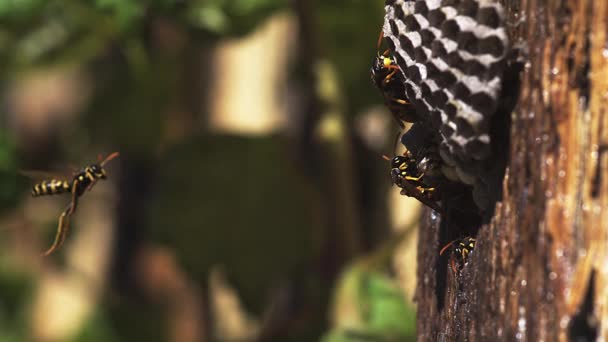 Vanlig geting vespula vulgaris flyger till boet, Slowmotion — Stockvideo