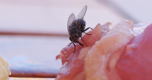 Fly standing on Piece of Meet — Stock Video