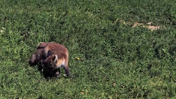 Rotfuchswelpen spielen auf Gras — Stockvideo