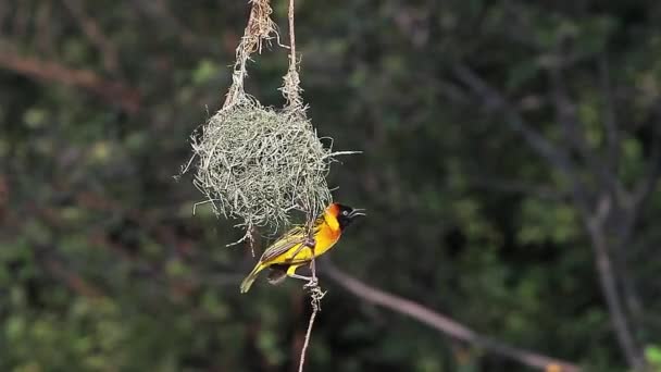 Speke de wever in de buurt van haar Nest — Stockvideo
