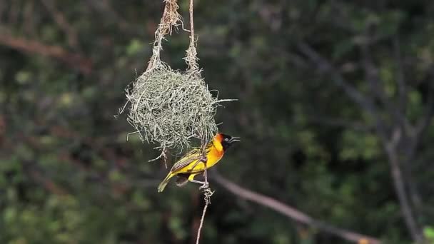 Weaver Speke's w pobliżu jego gniazdo — Wideo stockowe