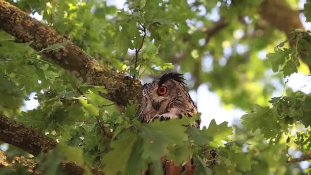 European Eagle Owl — Stock Video