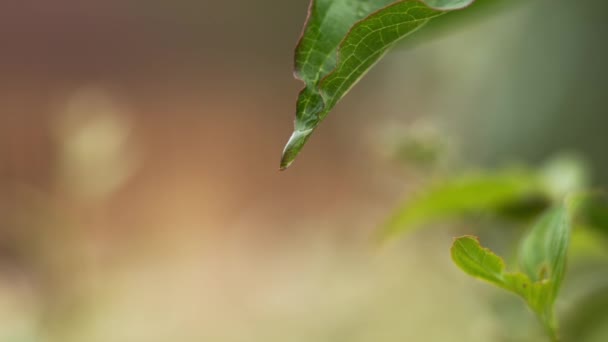 Gotas de lluvia cayendo de la hoja — Vídeos de Stock