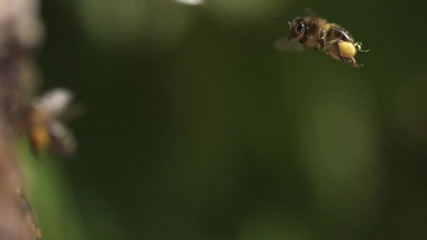 Európai mézelő méhek