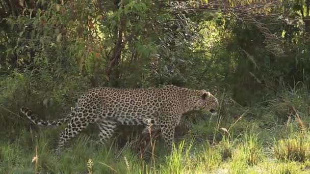 Leopardo adulto che cammina a Bush — Video Stock