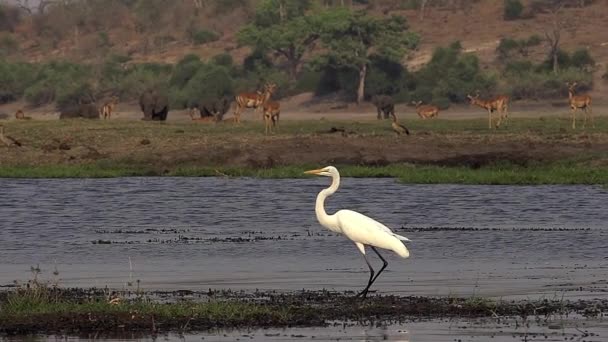 멋진 화이트 백로, egretta 알바, 보츠와나, 슬로우 모션에서에서 오카 방 고 델타 Chobe 강, 비행,에서 이륙 하는 성인 — 비디오