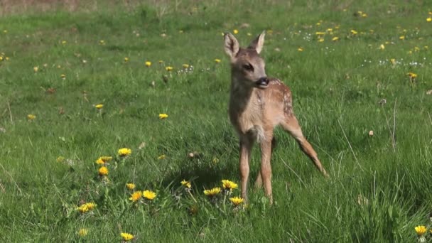 Roe Deer, Capreolus capreolus, Fawn Walking in Meadow with Yellow Flowers, Normandy in France, Real Time — стоковое видео