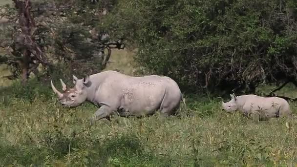 Zwarte neushoorns, vrouw met kalf wandelen, — Stockvideo