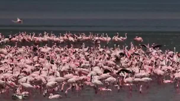 Flaming mały, phoenicopterus drobne, grupy, po kąpieli, Kolonia nad jeziorem Bogoria w Kenii, w czasie rzeczywistym — Wideo stockowe