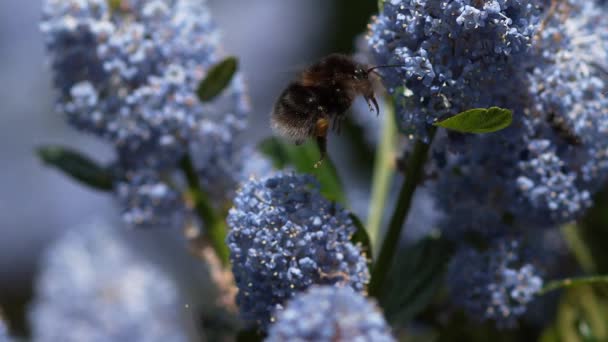 Çiçek yukarıda uçan yaban arısı — Stok video