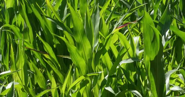 Campo de milho verde — Vídeo de Stock
