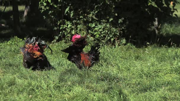 战斗的棕色红公鸡 — 图库视频影像