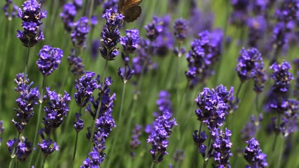Ağ geçidi denetleyicisi kelebek nektar toplama — Stok video