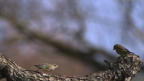 유럽 Greenfinch, 남성을 공격 하는 여성 — 비디오