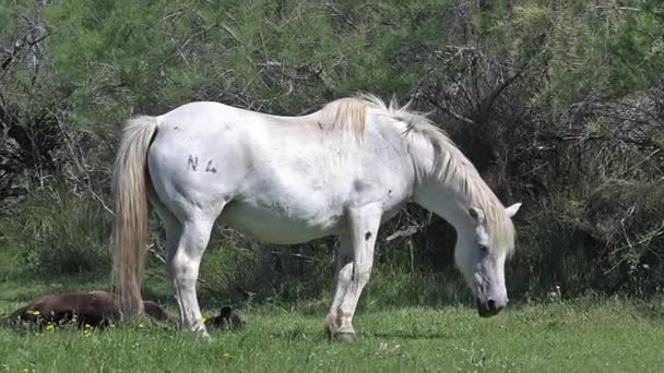 chevaux sauvages de Camargue 