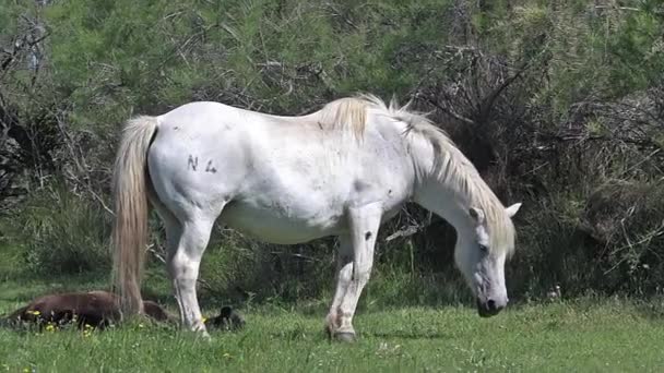 Caballos de Camarga salvajes — Vídeo de stock