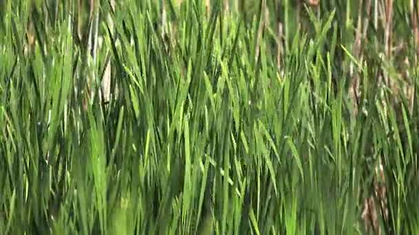 Bra Reedmace eller säv, typha latifolia, växter i vinden, dammen i Normandie, Slow Motion — Stockvideo