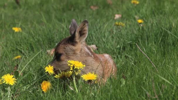 Rehwild, Capreolus capreolus, Rehkitz auf einer Wiese mit gelben Blumen, Normandie in Frankreich, Echtzeit — Stockvideo