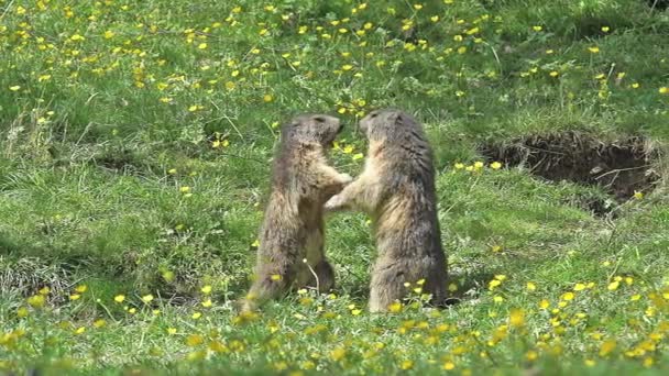 Marmotas alpinas lutando — Vídeo de Stock