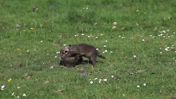 Red Fox Pups hraní na trávě — Stock video