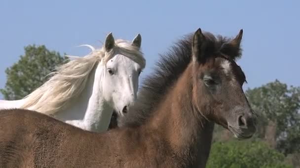 Selvagens Camargue Cavalos — Vídeo de Stock