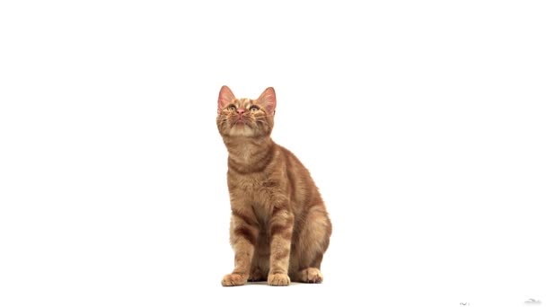 Gato DOMÉSTICO TABBY ROJO — Vídeos de Stock