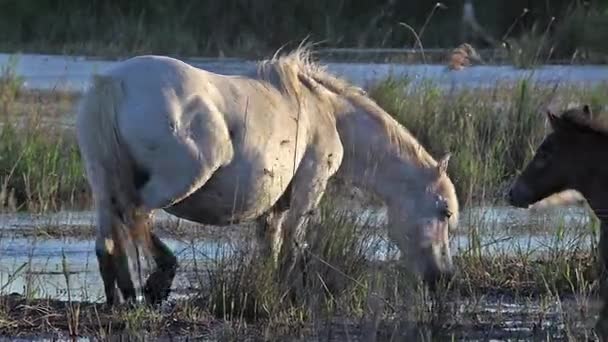 Vahşi Camargue atlar — Stok video