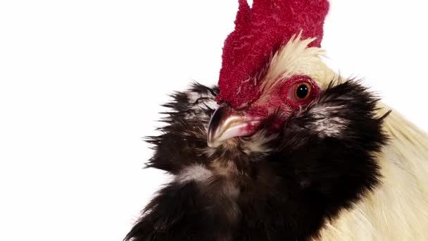 Faverolle Domestic Chicken — Stock Video