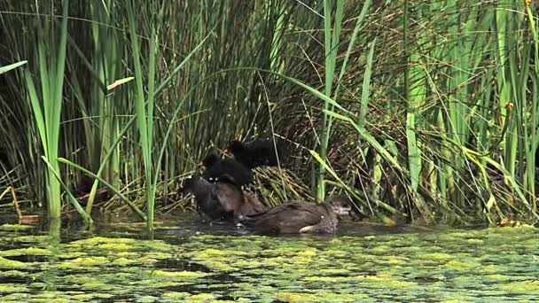 Gemeenschappelijke waterhoentjes, kuikens op Nest — Stockvideo