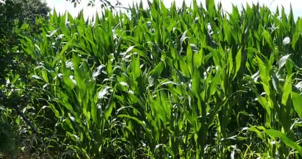 Groene maïsvelden — Stockvideo