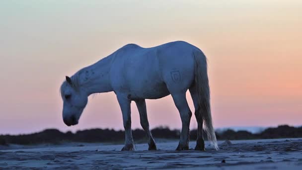 Dziki camargue konia — Wideo stockowe