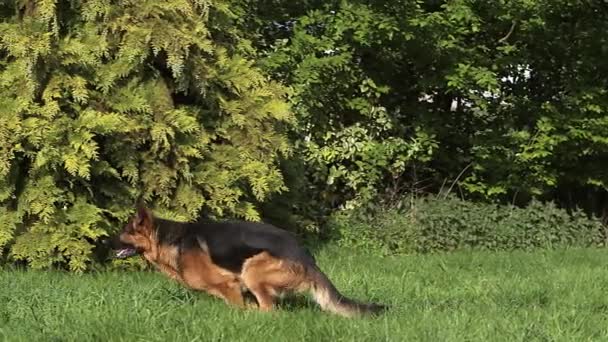 Domestic Dog, German Shepherd Dog, Adult running on Grass, Dog Attack Trainer work, Slow motion — Stock Video