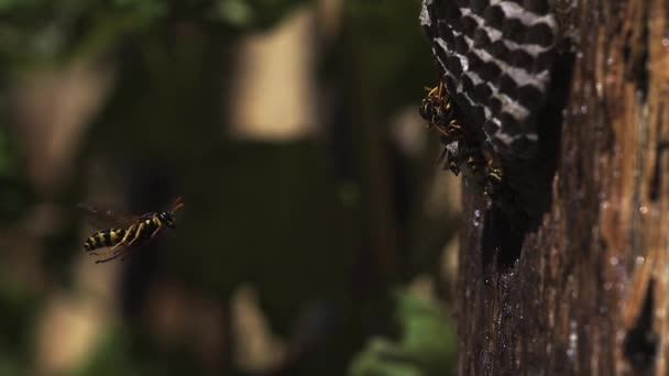 Vespula vulgar da vespa comum Voando para o ninho, câmera lenta — Vídeo de Stock