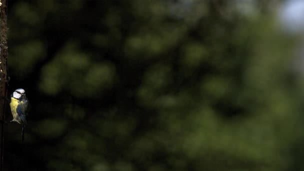 Γαλαζοπαπαδίτσα, parus caeruleus, ενήλικας απογειώνεται από κορμό δέντρου, που φέρουν, αργή κίνηση — Αρχείο Βίντεο