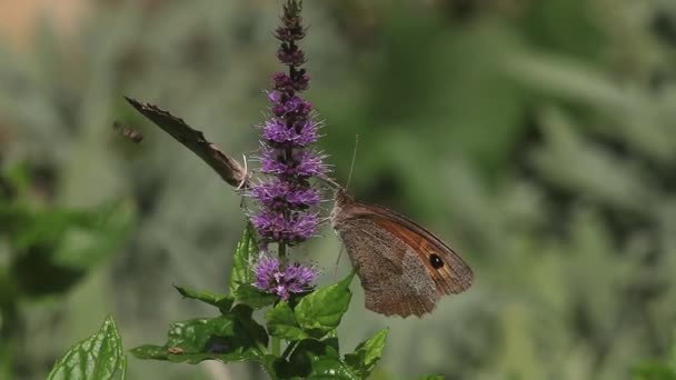 Poortwachter Butterfly voeden met zomer Lila — Stockvideo