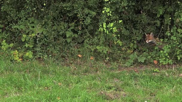 Rotfuchs läuft auf Gras — Stockvideo