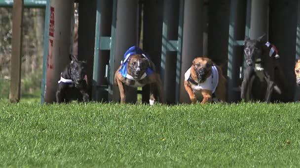 Whippet Dog, Adultos em pé na caixa e correndo durante a corrida, câmera lenta — Vídeo de Stock