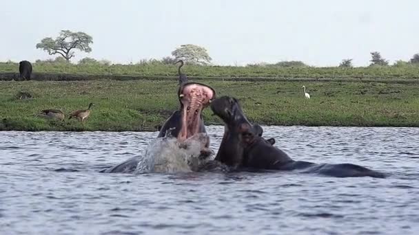 Hippopotamuses з Mouthes широко відкриті — стокове відео