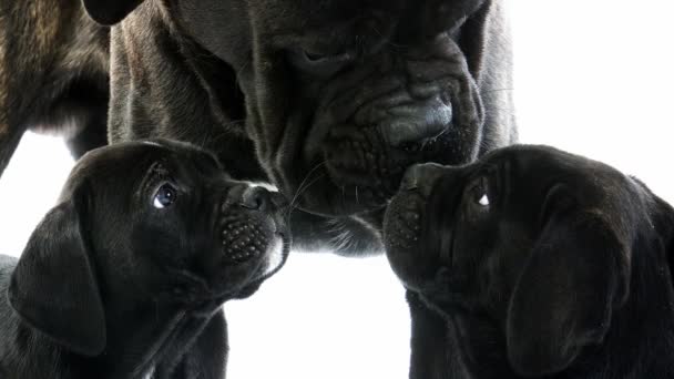 Cane Corso, een hondenras uit Italië, moeder en Pups tegen witte achtergrond, realtime 4k, Moving image — Stockvideo