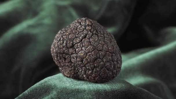 Perigord Truffle, tuber melanosporum, Mushrooms, Real Time 4K, Moving Image — Stock Video