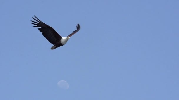 Aquila pescatrice africana — Video Stock