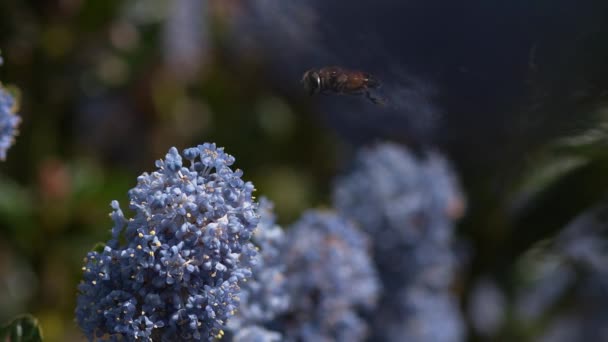 Abeja voladora sobre flor — Vídeos de Stock