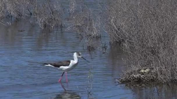 Stilt de alas negras, himantopus himantopus, adulto de pie en el nido, en tiempo real — Vídeos de Stock