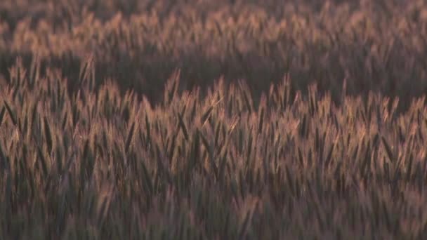 Campo de trigo maduro en el viento — Vídeos de Stock