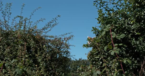 小猫头鹰在飞行中 — 图库视频影像