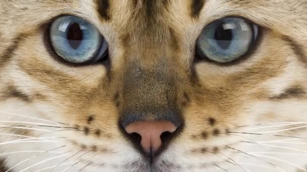 Bengale mâle domestique chat 