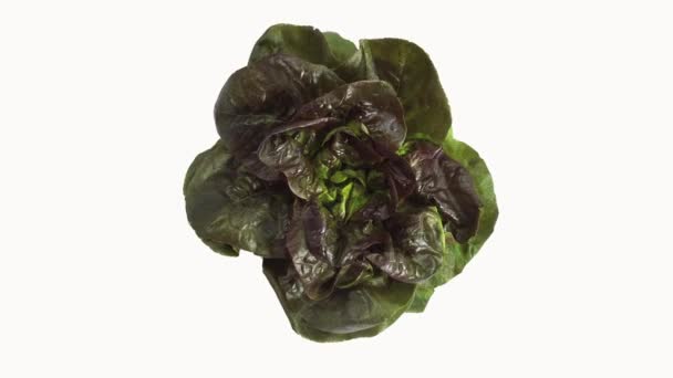 Французский салат называется Rougette, лактук сатива, салат на белом фоне, в реальном времени 4K, движущееся изображение — стоковое видео