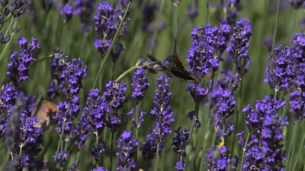 Gatekeeper Butterfly gathering Nectar — Stock Video